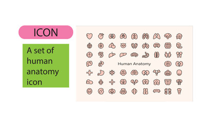 A set of human anatomy line art icon