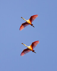 Fototapeta premium Two Spoonbills flying high in the sky