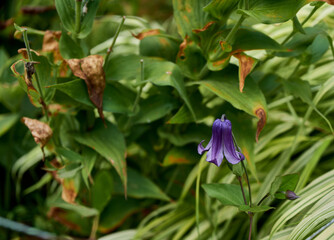 Purple flower growing in a small formal garden