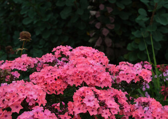 Pink blossoms against a dark green garden wall