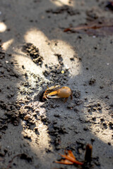 Close-up of a fiddler crab with an oversized orange claw approaching its burrow on a sandy beach in sunlight.