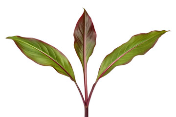 Aglaonema plant leaves isolated on transparent background