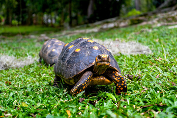 A large tortoise is walking through a grassy field. The tortoise is the main focus of the image, and it is enjoying its time in the outdoors. The grassy field provides a natural