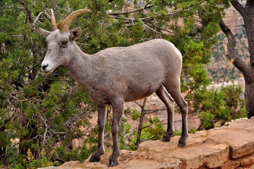wild horned goats taking over a viewpoint