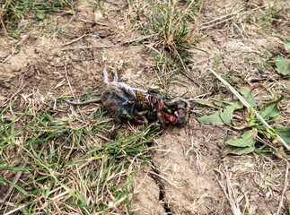 Insects feast on a dead mouse slow motion