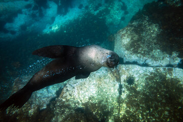 Obraz premium Portrait of an Australian fur seal posing in the light. Captured in the clear blue waters surrounding Montague Island on the East Coast of Australia.
