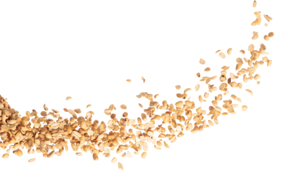 Roasted Peanut bean fly explosion group, Roasted Peanut bean float explode, abstract cloud fly. Roasted Peanut beans splash throwing in Air. White background Isolated high speed shutter, freeze motion