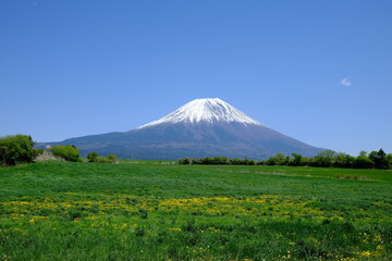 Fototapeta premium Mount Fuji with Spring Rapeseed Field