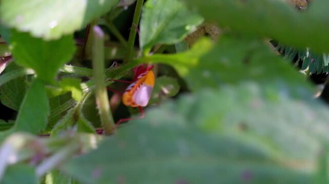 Macro Footage of a Red cotton stainer bug on a leaf. Videography Ladybugs of the species Dysdercus Cingulatus live in the wild. Insect life in natural ecosystems. Science and biology. 4K Resolution