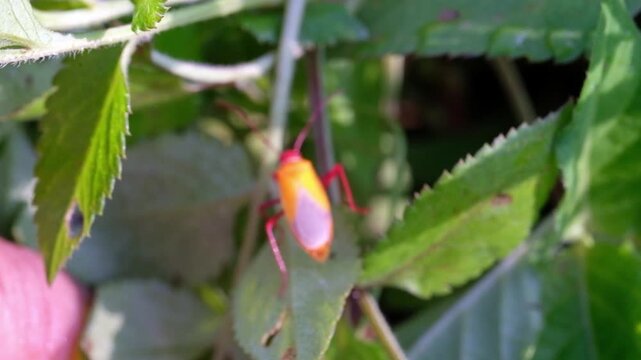 Macro Footage of a Red cotton stainer bug on a leaf. Videography Ladybugs of the species Dysdercus Cingulatus live in the wild. Insect life in natural ecosystems. Science and biology. 4K Resolution