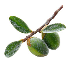A close-up view of a branch with three green olives dusted with frost, showcasing the natural beauty of the olives and the intricate details of the leaves against a white background