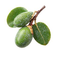 A close-up view of fresh, green olives on a branch, showcasing their glossy texture and vibrant leaves, set against a clean background, ideal for culinary or health-related projects
