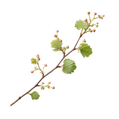 A delicate branch with budding leaves and small berries, showcasing the beauty of nature in a serene environment, perfect for illustrating growth and renewal themes