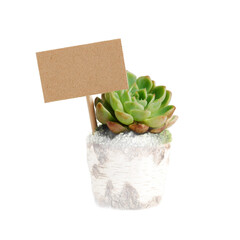 A vibrant succulent plant in a rustic wooden pot with a blank sign, set against a clean background, ideal for gardening enthusiasts or home decor inspiration