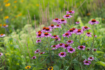 wild flowers in the field