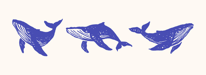 Hand Drawn Ocean Fish Tropical Silhouette Retro Whale Underwater Vector Illustration