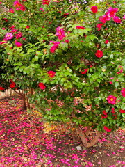 冬の公園の花びら散る山茶花の花