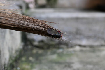 Kalidasa albiflos planthopper. It is a species of planthopper in the family Fulgoridae found in India. It was previously known as Kalidasa lanata.
