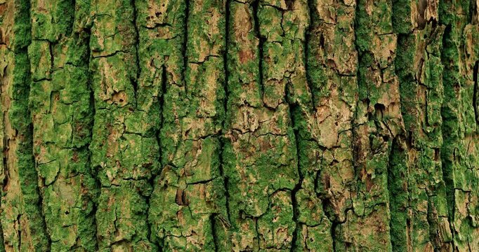 tree bark background with small ants climbing on