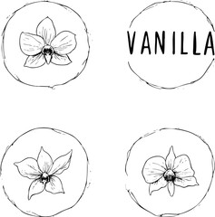 Fototapeta premium Hand-Drawn Vanilla Floral Labels with Elegant Frames