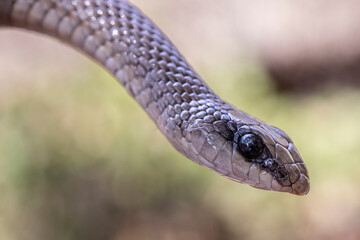 Close up of Rufous Beaked Snake