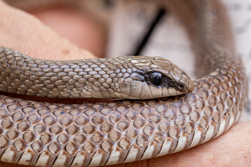 Close up of person holding Rufous Beaked Snake