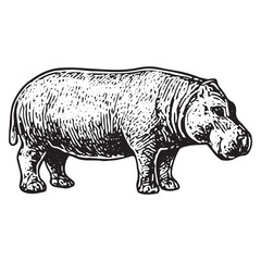 Elegant Line Art of a Hippopotamus with Subtle Shading and Waterfront Setting