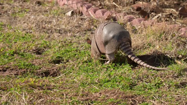 Hungry Nine-banded Armadillo looking for food in daylight in a garden in winter