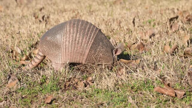 Closeup of a Nine-banded armadillo digging in a backyard in late winter