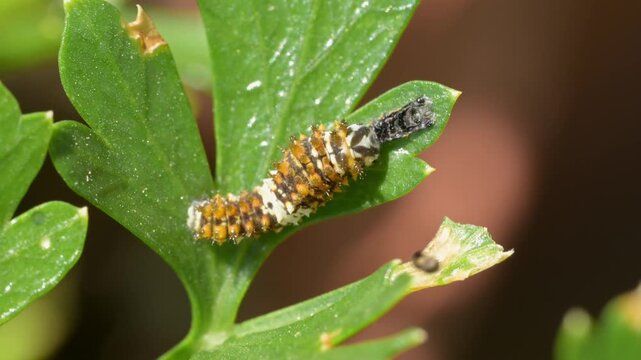 Early instar Black Swallowtail butterfly caterpillar eating its old skin that it just shed, for extra nutrition
