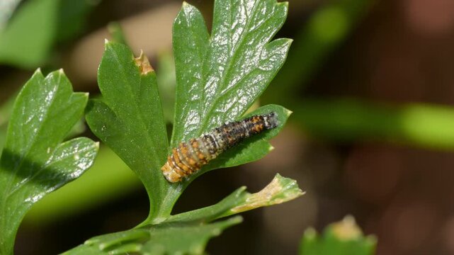 Tiny, early instar of Black Swallowtail butterfly caterpillar shedding its old skin, crawling out of it, on a parsley leaf