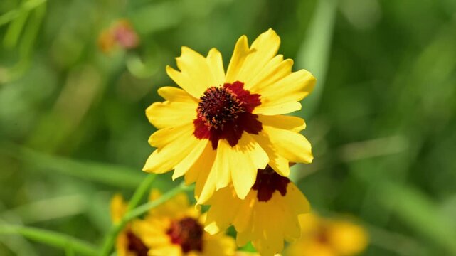 Closeup of Plains Coreopsis, a native wildflower