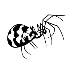 Black and White Spider Illustration in Detailed Ink Style