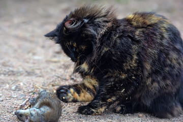 A fluffy tortoiseshell cat caught a mouse outside. The animal is watching its prey carefully, holding it with its paw.  