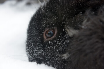 
A close-up of the eye of a black furry animal lying on the snow. 