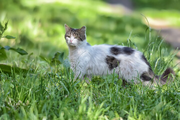 A white fluffy cat with brown and black spots stands in the green grass in a sunny meadow. 