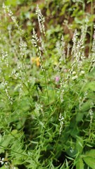 green grass in the forest