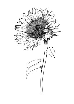 Hand drawn sketch of sun flower with detail black line art