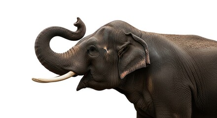 Side profile of a majestic Asian elephant with its trunk curled up, isolated on a white background.