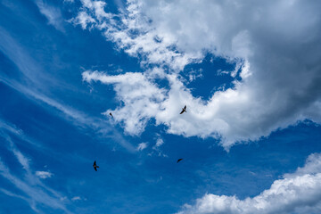 青空と雲の中を飛ぶ鳥