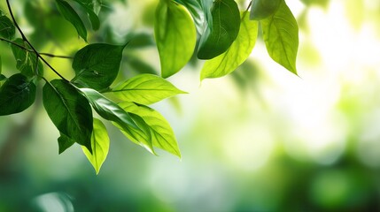 Close-up of vibrant green leaves against a softly blurred background.