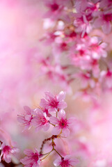 Naklejka premium Vertical Horizon Pink Pastel flower floral soft nature blossom blurred background. Vintage romance plum botanical bloom spring season. Vertical Blurry Cherry blossom petals plant in beautiful garden
