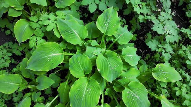 Overhead View of Sauromatum Venosum Greenery with Water Droplets in Natural Light A Verdant Display of Voodoo Lily Plants Amidst Lush Ground Cover and Fertile Soil Perfect for Decorating and