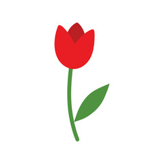 red tulip on white background