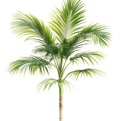Obraz premium Green Palm Tree Isolated On White Background. Tropical Plant. Summer Vibes. Freshness And Purity. Studio Shot.