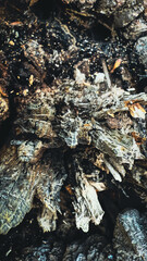 Breaking old tree trunk