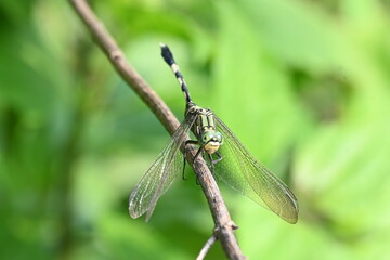Orthetrum sabina dragonfly. Its common names  slender skimmer and  green marsh hawk. This  is a species of dragonfly in the family Libellulidae. 