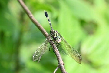 Orthetrum sabina dragonfly. Its common names  slender skimmer and  green marsh hawk. This  is a species of dragonfly in the family Libellulidae. 