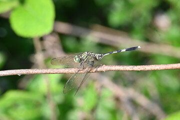 Orthetrum sabina dragonfly. Its common names  slender skimmer and  green marsh hawk. This  is a species of dragonfly in the family Libellulidae. 