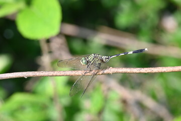 Orthetrum sabina dragonfly. Its common names  slender skimmer and  green marsh hawk. This  is a species of dragonfly in the family Libellulidae. 